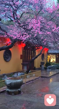 今天晚上11.00-明天早上7.00，系统升级，请各位访客及咨询师们提前安排，祝大家好梦，吉祥如意。配图