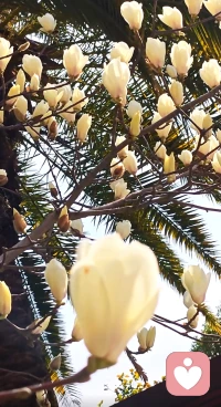 春天来了，
花儿开满了树，
人们也看到了希望，
辛勤的劳作也变得幸福满满！配图