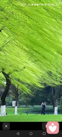 二月春风似剪刀，
柳丝如发绿满枝！配图