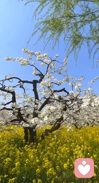 春花秋月，
一场梦，
人生百态，
毕竟空。
愁也一天，
乐又一天，
哭笑皆是无常！配图