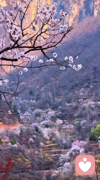 春风作伴，与桃花相逢
一树温柔，半盏清欢。
不负春光，不负相逢。配图