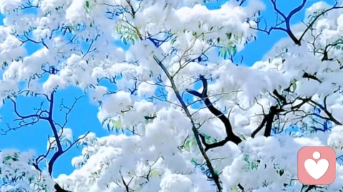 倾听者和咨询师的职业风险