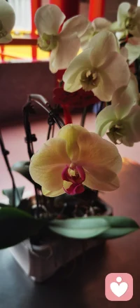 回眸一望穿秋水，家园情怀尽肝胆。后世莫忘当年事，马踏东瀛镇邪祟。铁血丹心男儿志，豪气干云冲九霄。汉家儿郎多忠义，烛照汗青万古传。
此台是戏台，是亡台，亦是宴台。
戏服即是婚服，万千英魂，九州民魂，皆为座上宾客。以燎原烈火为灯，以家国赤诚为聘，这一场，是只属于二人的婚礼。配图