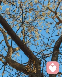 🍀很多人一生都在修补自己，觉得自己不够好、不够强、不够值得被善待。但文殊的智慧，是让你明白，你从未残缺，无需修补；你本自具足，无需外求。那些让你痛苦的自我怀疑，只是暂时的乌云；乌云会散，而你本性的光明，从未熄灭。困境的意义，是让你在风雨中，学会信任自己的本性。配图