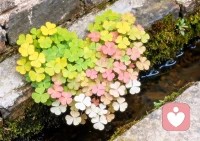 母亲是这辈子无条件偏心我们的人，也是永远最先心疼我们的人。
也愿往后余生，你还能遇到一个，看见你就满眼心疼的人。配图