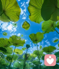 荷从淤泥中生长，却不染尘埃，
我们的人生也该如此，
在喧嚣中守住内心的澄澈，在困境中依然向阳而生。配图