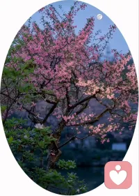 五月的最后一夜，我把溶着海棠香的夜色，
作为写给星河的情书，
她是树梢的那轮明月，
她是明媚灿烂的海棠，
她是照亮我整个五月的光！

海棠花淡月为香，
风抚半窗轻幽梦。配图