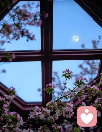 五月的最后一夜，我把溶着海棠香的夜色，
作为写给星河的情书，
她是树梢的那轮明月，
她是明媚灿烂的海棠，
她是照亮我整个五月的光！

海棠花淡月为香，
风抚半窗轻幽梦。配图