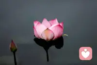 不去惊扰他人的山海，也是一种教养。
青蛙的井，毛驴的磨，飞鸟的天空，
都是它们世界的全部，尊重每一种不同形态的奔赴，
照顾好别人的体面，也是在守住自己的修养！