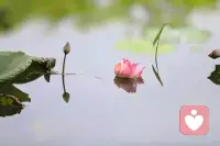 不去惊扰他人的山海，也是一种教养。
青蛙的井，毛驴的磨，飞鸟的天空，
都是它们世界的全部，尊重每一种不同形态的奔赴，
照顾好别人的体面，也是在守住自己的修养！