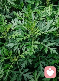 五月五日午，赠我一枝艾。
故人不可见，新知万里外。
丹心照夙昔，鬓发日已改。
我欲从灵均，三湘隔辽海。 
《端午即事》文天祥。          
每咏此诗，总感慨节日，总会想起和过去朋友、亲人在一起的时光。
这首诗融汇了端午的习俗、对故人的思念以及在困境中依然不改的赤诚之心。
26年已经过半，愿故人安好，新友诚交，愿逆境重生！配图