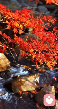 光阴不曾话别，秋还在，唯余事事非。
秋天年年如约而来，可世间人事，早已不复当初。