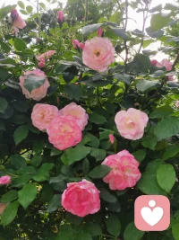 心里下了一场无声的雨，安静自愈，不扰旁人配图