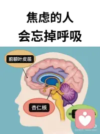 焦虑的人会忘掉呼吸
高敏感+无效呼吸会导致低精力，低精力+高敏感背后一定有无效呼吸，它们三个就像一个三角
 
高敏感者的大脑在处理信息时，前额叶皮层、镜像神经元系统等等与情绪和深度加工信息相关的脑区活动比普通人更加活跃，使得他们对于内在和外在信息的处理和反应程度都更深更持久，
 
高敏感是一个中性的配置。真正起作用的是后天的经历，如果在一个充满压力，否定和创伤的环境中长大，在生存驱力下，神经系统会被迫持续处于战斗或逃跑的应激状态，这种时候深度处理能力可能会发展为过度警惕和灾难化倾向，也就是焦虑，再因此衍生出注意力障碍、拖延症和自我否定和完美主义倾向等等。
 
长期的创伤应激会塑造神经回路，强化大脑中负责恐惧和警觉的杏仁核反应，同时影响前额叶皮层对情绪的有效调节，这种状态会立刻导致呼吸变浅。
 
在焦虑模式下身体的自然反应就是立刻更换为使用快速浅表的胸式呼吸，以便更快的交换氧气、准备战斗或者逃跑。
 
这是一种应激模式下的、短期的生存策略。长期保持浅呼吸模式，会不断使杏仁核得到确认，大脑确认身体处在紧急状态，会进一步加剧焦虑，（就像人们不是因为开心才大笑，而是因为大笑才开心一样）
 
同时浅表呼吸会导致换气过度，减少血液中的二氧化碳浓度，引起头晕，心悸，手脚发麻等等，长期会导致气血不足，肺部无法进行有效的氧气和二氧化碳交换，导致身体获得的氧气变少，又直接导致疲劳，思维迟钝，注意力不集中，无法通过深度睡眠恢复精力
 
这个循环的终点就是低精力的状态。
 
焦虑的人会忘掉呼吸，因为可能焦虑是创伤应激综合的结果，创伤应激有很大的影响，是它会让人失掉主动更新的能力，会忘记觉察自己的呼吸，忘记自己随时都可以放松，忘记自己至少已经安全到可以深呼吸
 
所以理论上讲，走神、难以集中注意力和疲劳状态、气血低、情绪低落和一些体态问题应该都可以通过腹式呼吸来解决的，改善呼吸状态可以直接切断这个恶性循环的链条
 
试试头荐骨疗法（BCST）,它有个名字叫副交感神经疗法，我们身体就像一辆车，交感神经是“油门”，副交感神经是“刹车”，焦虑、紧张等这些是交感神经在工作，抑制了副交感神经，当我们想要放松，恰恰需要回到副交感神经，头荐骨疗法用轻柔非侵入式的方式，让我们的交感神经和副交感神经回到平衡的状态，当我们在副交感的时，自然就放松下来，呼吸自然就去到深度，身体自然就变得和谐配图
