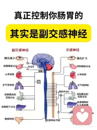 真正控制你肠胃的其实是副交感神经配图