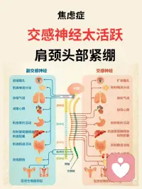 焦虑是交感神经太活跃、肩颈头部紧绷
自律神经系统（又称自主神经系统）主要包括交感
神经系统和副交感神经系统，二者功能相反，共同
调节人体不受意识控制的生理活动。
 
-交感神经系统：相当于“油门”，在应激状态下
(如紧张、运动）活跃，会让心跳加快、血压升
高、瞳孔扩大，为身体“战斗或逃跑”做准备。
-副交感神经系统：相当于“刹车”，在安静状态
下主导，能使心跳减慢、血压下降、促进消化吸
收，帮助身体“休息和恢复”。
 
当交感神经太活跃，兴奋过度，情绪像六月的天
气，说变就变，焦虑和愤怒成了常客，内耗成了日
常，快乐似乎成了奢侈品。
 
焦虑Z的小伙伴们常常感觉到呼吸急促、胸闷气短，就像是刚跑完千米冲刺一样，心脏砰砰直跳，整个人紧绷得像根弦。这个时候，肩颈部位的呼吸肌肉群就会过度用力。它们长期松弛不下来，头肩颈部位怎么可能松弛的下来呢？它们长期僵硬不适，头痛肩颈不适感就会随之而来，仿佛身体在抗议。😔
 
同样，交感神经太活跃，让本该拥有甜美梦的夜晚，却成了辗转反侧的煎熬。让你的思绪像脱缰野马，难以入眠。💤
 
如何恢复自律神经系统平衡?
激活副交感神经
1、笑口常开：哪怕是一个小小的假笑，也能让面
部肌肉放松，副交感神经系统开始活跃，自律神经
不再“罢工”，身心逐渐进入平和状态。
 
2、音乐疗法：让身心和谐共处？音乐，就是你的
秘密武器！好的音乐能像温柔的手，抚平紧张情
绪，唤醒沉睡的副交感神经，让你整个人松弛下
来。什么样的音乐才是植物神经的最爱呢？节奏稳
定的旋律。音阶变化较少的平缓的曲子。长度4到5
分钟。最重要的是自己喜欢的音乐，让它们成为你
日常的“神经按摩师”。
 
3、呼吸疗愈：呼吸疗愈通过呼吸来让大量的气进
入到身体，松开筋膜，从而让有粘连筋膜松开，恢
复弹性，这样在释放情绪的同时还能很好的放松
 
4、头荐骨疗法：头荐骨疗法又称颅骶椎疗法，而
这一个疗法又另外一个名字，那就是副交感神经疗
法，焦虑z是交感神经太活跃，副交感神经就会被
抑制，而头荐骨疗法恰恰它的那些手位是可以激活
副交感神经，副交感神经在我们的头的两边耳根和
荐骨有，做头荐骨个案就是在深度放松，让自律神
经系统恢复到平衡状态，同时过程是非常轻柔和舒
适配图