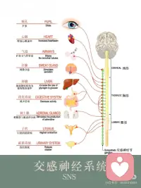 焦虑是交感神经太活跃、肩颈头部紧绷
自律神经系统（又称自主神经系统）主要包括交感
神经系统和副交感神经系统，二者功能相反，共同
调节人体不受意识控制的生理活动。
 
-交感神经系统：相当于“油门”，在应激状态下
(如紧张、运动）活跃，会让心跳加快、血压升
高、瞳孔扩大，为身体“战斗或逃跑”做准备。
-副交感神经系统：相当于“刹车”，在安静状态
下主导，能使心跳减慢、血压下降、促进消化吸
收，帮助身体“休息和恢复”。
 
当交感神经太活跃，兴奋过度，情绪像六月的天
气，说变就变，焦虑和愤怒成了常客，内耗成了日
常，快乐似乎成了奢侈品。
 
焦虑Z的小伙伴们常常感觉到呼吸急促、胸闷气短，就像是刚跑完千米冲刺一样，心脏砰砰直跳，整个人紧绷得像根弦。这个时候，肩颈部位的呼吸肌肉群就会过度用力。它们长期松弛不下来，头肩颈部位怎么可能松弛的下来呢？它们长期僵硬不适，头痛肩颈不适感就会随之而来，仿佛身体在抗议。😔
 
同样，交感神经太活跃，让本该拥有甜美梦的夜晚，却成了辗转反侧的煎熬。让你的思绪像脱缰野马，难以入眠。💤
 
如何恢复自律神经系统平衡?
激活副交感神经
1、笑口常开：哪怕是一个小小的假笑，也能让面
部肌肉放松，副交感神经系统开始活跃，自律神经
不再“罢工”，身心逐渐进入平和状态。
 
2、音乐疗法：让身心和谐共处？音乐，就是你的
秘密武器！好的音乐能像温柔的手，抚平紧张情
绪，唤醒沉睡的副交感神经，让你整个人松弛下
来。什么样的音乐才是植物神经的最爱呢？节奏稳
定的旋律。音阶变化较少的平缓的曲子。长度4到5
分钟。最重要的是自己喜欢的音乐，让它们成为你
日常的“神经按摩师”。
 
3、呼吸疗愈：呼吸疗愈通过呼吸来让大量的气进
入到身体，松开筋膜，从而让有粘连筋膜松开，恢
复弹性，这样在释放情绪的同时还能很好的放松
 
4、头荐骨疗法：头荐骨疗法又称颅骶椎疗法，而
这一个疗法又另外一个名字，那就是副交感神经疗
法，焦虑z是交感神经太活跃，副交感神经就会被
抑制，而头荐骨疗法恰恰它的那些手位是可以激活
副交感神经，副交感神经在我们的头的两边耳根和
荐骨有，做头荐骨个案就是在深度放松，让自律神
经系统恢复到平衡状态，同时过程是非常轻柔和舒
适配图