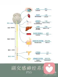 焦虑是交感神经太活跃、肩颈头部紧绷
自律神经系统（又称自主神经系统）主要包括交感
神经系统和副交感神经系统，二者功能相反，共同
调节人体不受意识控制的生理活动。
 
-交感神经系统：相当于“油门”，在应激状态下
(如紧张、运动）活跃，会让心跳加快、血压升
高、瞳孔扩大，为身体“战斗或逃跑”做准备。
-副交感神经系统：相当于“刹车”，在安静状态
下主导，能使心跳减慢、血压下降、促进消化吸
收，帮助身体“休息和恢复”。
 
当交感神经太活跃，兴奋过度，情绪像六月的天
气，说变就变，焦虑和愤怒成了常客，内耗成了日
常，快乐似乎成了奢侈品。
 
焦虑Z的小伙伴们常常感觉到呼吸急促、胸闷气短，就像是刚跑完千米冲刺一样，心脏砰砰直跳，整个人紧绷得像根弦。这个时候，肩颈部位的呼吸肌肉群就会过度用力。它们长期松弛不下来，头肩颈部位怎么可能松弛的下来呢？它们长期僵硬不适，头痛肩颈不适感就会随之而来，仿佛身体在抗议。😔
 
同样，交感神经太活跃，让本该拥有甜美梦的夜晚，却成了辗转反侧的煎熬。让你的思绪像脱缰野马，难以入眠。💤
 
如何恢复自律神经系统平衡?
激活副交感神经
1、笑口常开：哪怕是一个小小的假笑，也能让面
部肌肉放松，副交感神经系统开始活跃，自律神经
不再“罢工”，身心逐渐进入平和状态。
 
2、音乐疗法：让身心和谐共处？音乐，就是你的
秘密武器！好的音乐能像温柔的手，抚平紧张情
绪，唤醒沉睡的副交感神经，让你整个人松弛下
来。什么样的音乐才是植物神经的最爱呢？节奏稳
定的旋律。音阶变化较少的平缓的曲子。长度4到5
分钟。最重要的是自己喜欢的音乐，让它们成为你
日常的“神经按摩师”。
 
3、呼吸疗愈：呼吸疗愈通过呼吸来让大量的气进
入到身体，松开筋膜，从而让有粘连筋膜松开，恢
复弹性，这样在释放情绪的同时还能很好的放松
 
4、头荐骨疗法：头荐骨疗法又称颅骶椎疗法，而
这一个疗法又另外一个名字，那就是副交感神经疗
法，焦虑z是交感神经太活跃，副交感神经就会被
抑制，而头荐骨疗法恰恰它的那些手位是可以激活
副交感神经，副交感神经在我们的头的两边耳根和
荐骨有，做头荐骨个案就是在深度放松，让自律神
经系统恢复到平衡状态，同时过程是非常轻柔和舒
适配图