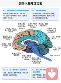 早期创伤对副交感神经系统的影响是深远的，它可以导致个体在面对新威胁时过度反应并陷入麻木状态。
 
然而，通过正确的治疗方法，创伤幸存者可以逐步恢复神经系统的平衡，并重新获得生活的安全感和自我控制感。理解这些机制对于有效治疗创伤具有重要意义。配图