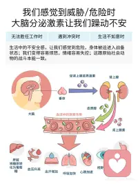短期压力使人进步，长期压力使人抑郁的本质
1️⃣ 我们经常听长辈说，人不能躺平，需要有点压力，人才能进步！或许很多人都被这个道理教育过，但是这个道理的科学依据是什么呢？这其实来自于我们人类最原始的动物本能。
 
2️⃣ 在远古时期，我们还是个猿人，要在这个危险的丛林中生存，我们进化出了一套“战斗和逃跑”机制；这个机制能让我们在遇到危险时快速反应，不用经过大脑的思考，就进入保命的状态。这使得我们在遇到危险时，能够提升生存机率。比如：我们看到蛇，我们大脑会瞬间被劫持，这种吓一跳，让我们本能的跑跳逃离。
 
3️⃣ 在现代社会，没有了原始社会的各种生存危险，但是我们大脑的这种机制得以保留；比如：当我们面临失业时、学业、家庭、婚姻等等方面出现问题时，我们会感觉生活失去了掌控，这种危险的感觉会触发我们大脑的”原始机制“。所以我们会产生压力感；这种压力感，让我们主动的去努力克服困难。让问题得到解决。
 
但是如果我们长期处于这种压力之下，我们身体长期激素就会过高，就会导致体内激素失衡，最终产生绝望感，我们就会感到抑郁、无力，对生活失去希望。这就是慢性压力的带来的负面后果。
 
4️⃣ 所以我们才会说，压力要适当，不易过大；适当的压力，带来的体内激素的短期攀升，能激发我们的战斗欲望，更有动力去面对困难和解决困难。配图