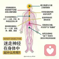创伤不在过去，而在你的神经系统里
创伤不在过去，而在你的神经系统里
创伤的本质，是神经系统的失调，而非事件本身。
当神经系统长期处于高唤醒状态，我们的身体就会出现各种“查无实据”的症状，这不是矫情，是身体发出的求救信号。
“心理创伤症状并不是由某事件本身引起的。其之所以产生，是因为某段经历所残余的能量还没有被身体释放。这种能量被困在神经系统中，对我们的身体和心灵造成破坏。”
——彼得·莱文 Peter Levine
我们一生中总免不了会遇到创伤，不管是自己的或身边的亲友。
生活中许多事件，从幼童的跌倒、受惊吓，意外事件的伤害，到受霸凌或侵犯，以及遭遇生死离别或自然灾害，都有可能形成创伤以及相关身心症状。
 
创伤会让神经系统失去灵活切换的能力：
✅ 神经感知失灵
错误的神经感知，无意识安全探测器被创伤改写，把中性信号当成威胁信号
✅ 腹侧迷走神经被长期抑制
无法进入安全、连接、放松状态
✅ 交感长期亢进
持续“战斗/逃跑”→失眠、焦虑、过度警觉、躯体紧张
✅ 背侧迷走被劫持
威胁解除后仍冻结→麻木、解离、疲劳、消化/免疫问题
✅ 在交感与背侧间震荡
一会儿极度焦虑，一会儿麻木/瘫软
 
创伤不会随着时间消失，它会被神经系统储存。
创伤的疗愈，不是“忘掉过去”，而是重新调节我们的自主神经系统，完成未完成防御反应，释放残存在身体创伤里能量。让它从“威胁模式”，回到“安全模式”。配图