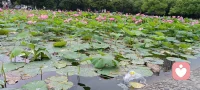起点、都是娘胎，
终点、都是棺材，
中间、就是人生，
钱、就是通行证。

看似很忙，
其实都是在打发时间，
到了终点，
都不是你的，
你带不走一砖一瓦，
所以人活着不要太纠结。 ​

弘一法师说：
人生不过三万天，
借副皮囊而已，
生命没有永恒，
时间一到，
该老的老，
该走的走，
临了空空的，
没你也没我，
无一物带走，
我们最终都是时间的过客，
何必执念，
努力过后，
得失随缘，
自在随心。

在忙碌的生活里，
还是要努力搞钱 ，
因为通往诗和远方的路上，
既需要情怀，
更需要盘缠 。

最重要的是心情，
在不违背世间原则的前提下，
我们要努力让自己快乐。