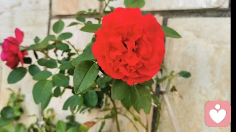 于烟火日常里寻得的圆满