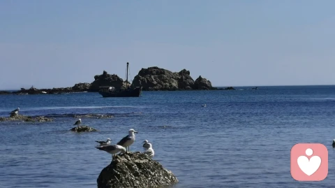 心植菩提，四季常青