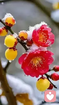 风雪交加中，梅花依然挺立。它教会我们，人生路上，难免会遇到挫折与磨难，但只要坚守初心，勇往直前，终能迎来属于自己的春天。