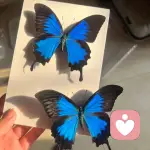 青春烦恼妄想的头像