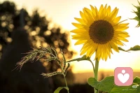 或许从泥泞走向康庄大道，才是现实的生活的样子
不同的是，我和你，是否愿意走进泥泞
去感受和认识那里的真实
不喜，不怒，不评判，只是认识
在泥泞里趟行，安于泥泞，感受泥泞
不向往康庄
直管趟过和向前
走出之后，不回忘，心坦然
因为决定走进的那一刻
我们接近了生活
走出的那一刻
我们都全面且焕然新生配图