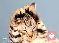 选择困难让我们感到很是焦虑。比如找对象，我们总是想要个最好的，长相、学历、家庭、工作，得样样最好，关键是还得无条件对我们好，所以选择起来好困难。这就像我们上学时做选择题，单项选择常常让我们看着哪个都像却又不敢笃定哪一个，多项选择更是模棱两可，这说明一个事，那就是我们没做好准备，不知道我们最想要的是什么。配图