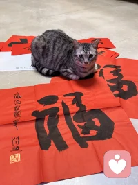 我的小猫咪叫来财，这是它有生以来第一次过年，铺开准备好的春联，它竟然一点也不认为墨香不好闻，非常虔诚完整的把所有春联闻了一遍，并做出非常喜欢样子。马年来了，也是我的第四个本命年，希望所有人在马年，都能像我这张图片一样，来财和来福永远同框。