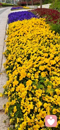 每个人都是爱本身，只是我们遗忘了配图