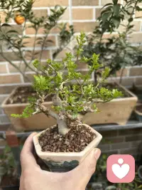 “警惕‘微笑抑郁’的4个信号：

1. 独处时情绪低落，人前却积极活跃
2. 对曾经喜欢的事失去兴趣
3. 睡眠/食欲明显变化
4. 常觉得‘没人真正理解我’
   很多高功能抑郁者表面一切正常，甚至很优秀。
   情绪需要出口，而不是盖子。
   你身边有这样的人吗？或你正在经历这些感受？
   （如果需要，请一定寻求专业帮助🌱）”