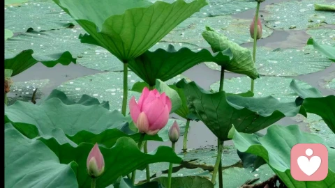 爱,是带着温柔,欣赏彼此的不完美