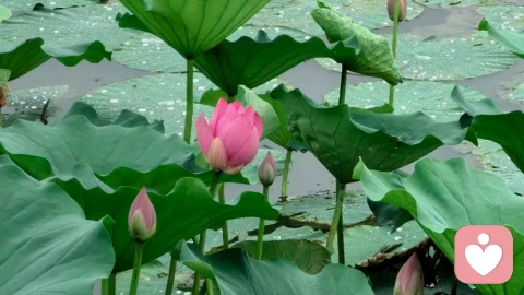 接纳：幸福与成长的起点