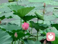 一定要懂得自愈！
因为好起来的，从来不是生活，而是你自己！不在烂人烂事上纠缠，不委曲求全，不消耗自己；当你的内心足够强大，谁都没有办法影响你！这世间有太多的猝不及防，有些东西，根本不配占有你的情绪。人生匆匆，请一定过好自己🌞🌞🌞配图