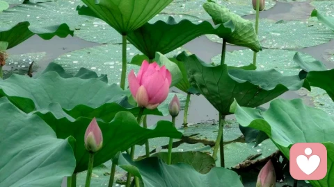 婚外情：短暂温情幻象，终是人生不可承受之重