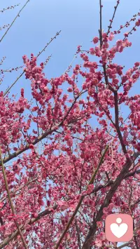 又是一年花开时🌸