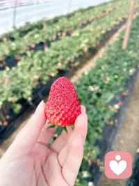 阳光正好☀️草莓正甜🍓