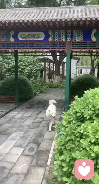 小狗是世间最轻软的治愈，一靠近，所有烦躁都消散！