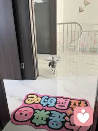 厕所搭子已就位😆小狗૮・ᴥ - ა的陪伴从不缺席～周末愉快