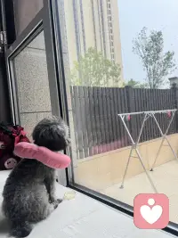 小雨淅淅沥沥🌧️毛孩子੯‧̀͡ ζྀི)沉浸式赏雨～