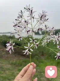 哮喘风湿性关节炎，系统性红斑狼疮这些疾病，你以为是身体上的问题，其实可能是心理上的！长期的过度压力，导致免疫系统功能失调，形成自我攻击！

当压力无法通过情绪出口宣泄时，身体可能会替心理“说话”，将攻击性转向自身，表现为自身免疫性疾病……配图