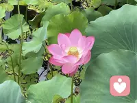 今天是心理师考证日，远赴南京考试归来，可以放松一下啦！未来扑面而来！就像这荷花
