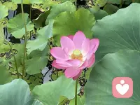 今天接到一个来访来电跟我咨询，
来访：如果你在线下的咨询室遇到来访者跟你谈夫妻两性私密话题问题，你会接吗？
我：只要涉及到心理问题或者他的困扰影响了生活都会接，
来访：那如果他跟你说着说着，你观察到他的**硬了，你会让他释放吗？你会怎么办呢？
我：我会问他为什么会硬？
所有的行为背后一定都有心理所支撑，所以我们来探讨一下这个行为背后的问题所在，我当时是这么想的，
可是他听到我这样的回复挂断电话之后，来了这样的评语评价说，问的问题都很弱智，这样的人也配做咨询师？
我当时的感觉啊，没有太多的情绪看到这样的评价呢，我就觉得可能我不理解吧，我也没有必要要求别人理解我！
可是此时此刻，当我在写这样的一个微博的时候，我应该是有情绪的：是委屈，是愤怒，还是怕看到这个微博的人也不理解我，总之我写这个微博的时候心跳是过速的！
我不想再去探讨他打进电话来，究竟是猎奇还是找工具还是真的有心理问题，就这样吧！