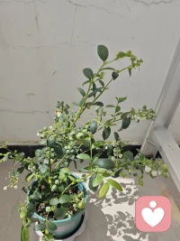 蓝莓自给自足！配图