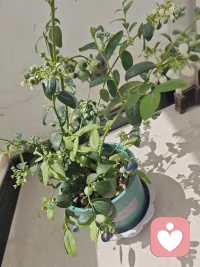 蓝莓熟了！配图