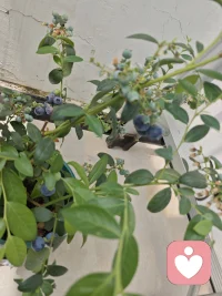 自己种的蓝莓就是好吃呀！配图